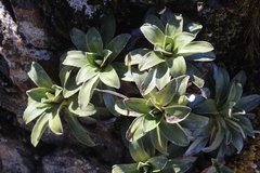 Celmisia hieraciifolia