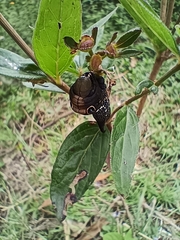 Xylophanes falco