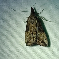 Hypena