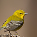 Pine Warbler - Photo (c) Greg Lasley, some rights reserved (CC BY-NC), uploaded by Greg Lasley