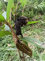 Xylophanes falco