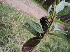 Xylophanes falco