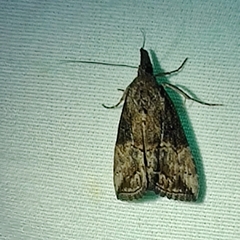 Hypena