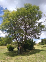 Vachellia pennatula