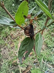 Xylophanes falco