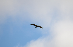 Buteo lagopus