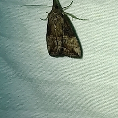 Hypena