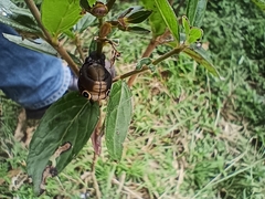 Xylophanes falco