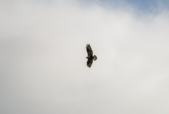 Buteo lagopus