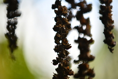 Buddleja asiatica
