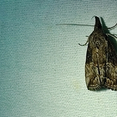 Hypena