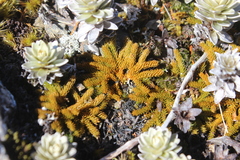Austrolycopodium fastigiatum