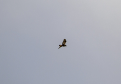 Buteo lagopus