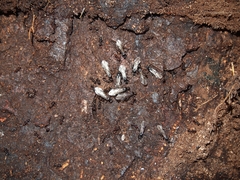 Chelaner antarcticus