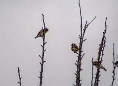 Carduelis carduelis