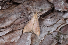 Antigastra catalaunalis
