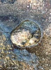 Nerita albicilla