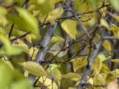 Phylloscopus collybita