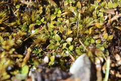 Coprosma perpusilla perpusilla