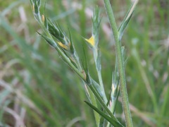 Philydrum lanuginosum