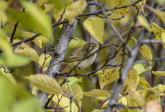 Phylloscopus collybita