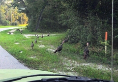 Meleagris gallopavo osceola