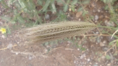 Chloris virgata