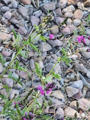 Cullen australasicum