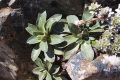 Celmisia hieraciifolia