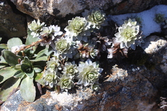 Leucogenes leontopodium