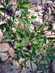 Cullen australasicum