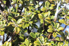 Brachyglottis bidwillii