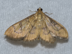 Psara dryalis