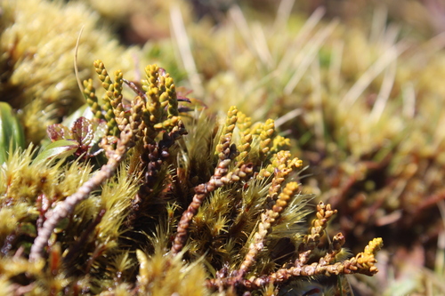 Veronica tetragona, photograph 6