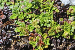 Ourisia caespitosa