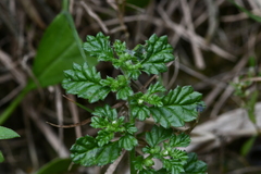 Coldenia procumbens