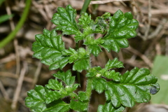 Coldenia procumbens