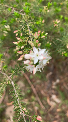 Calytrix alpestris