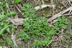Coldenia procumbens