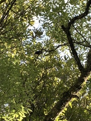 Prosthemadera novaeseelandiae