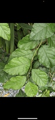 Ehretia anacua