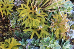 Austrolycopodium fastigiatum