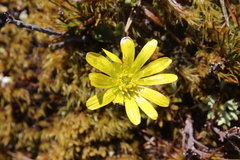 Ranunculus verticillatus