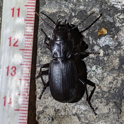 Pterostichus lama photo 5