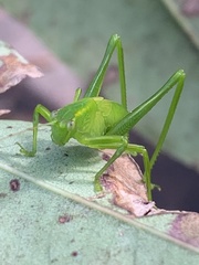 Caedicia