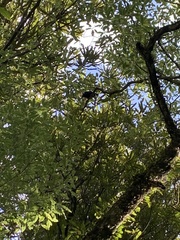 Prosthemadera novaeseelandiae