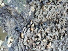 Ilyanassa trivittata