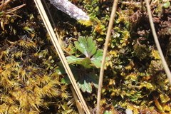 Ranunculus verticillatus