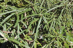 Olearia lacunosa