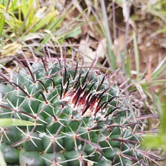 Mammillaria uncinata